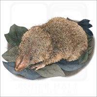 Least Shrew illustration