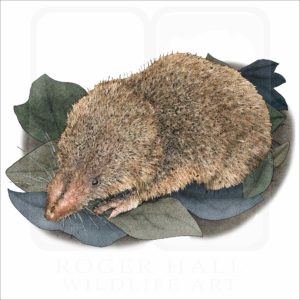 Least Shrew illustration