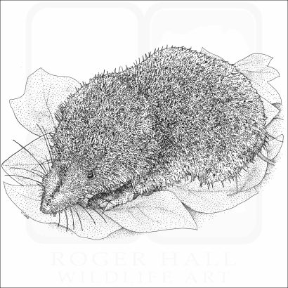 Least Shrew