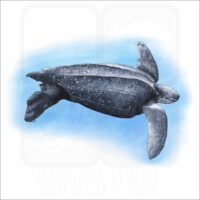 Leatherback Sea Turtle illustration