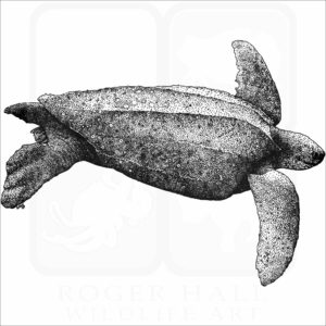 Leatherback Sea Turtle