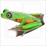 Lemur Leaf Frog illustration