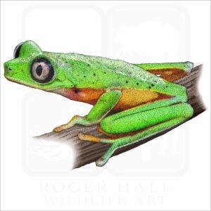 Lemur Leaf Frog illustration