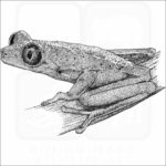 Lemur Leaf Frog
