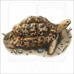 Leopard Tortoise illustration