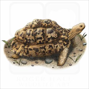 Leopard Tortoise illustration