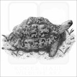 Leopard Tortoise