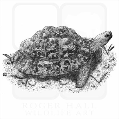 Leopard Tortoise