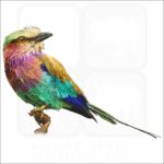 Lilac-Breasted Roller illustration