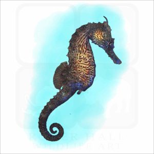 Lined Seahorse illustration