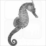 Lined Seahorse