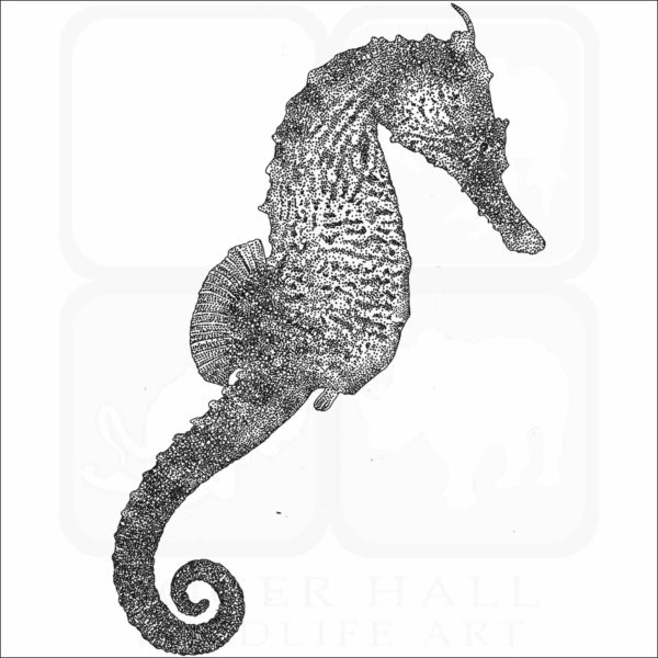 Lined Seahorse