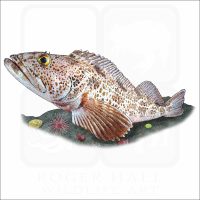 Lingcod illustration