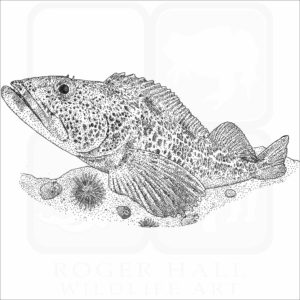 Lingcod