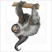 Linnaeus's Two-Toed Sloth illustration
