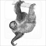 Linnaeus's Two-Toed Sloth