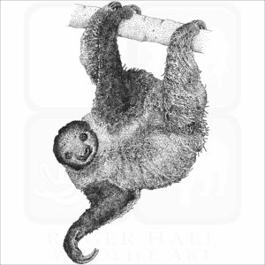 Linnaeus's Two-Toed Sloth