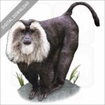 Lion-Tailed Macaque stock image