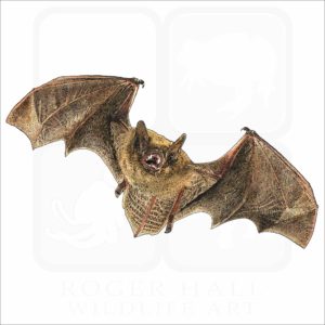 Little Brown Bat illustration