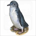 Little Penguin illustration