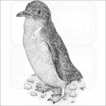 Little Penguin