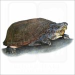 Loggerhead Musk Turtle illustration