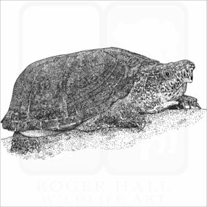 Loggerhead Musk Turtle