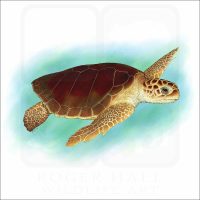 Loggerhead Sea Turtle illustration