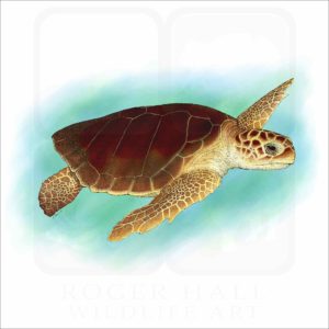 Loggerhead Sea Turtle illustration