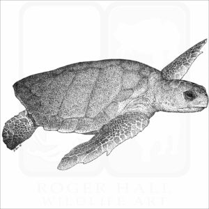 Loggerhead Sea Turtle