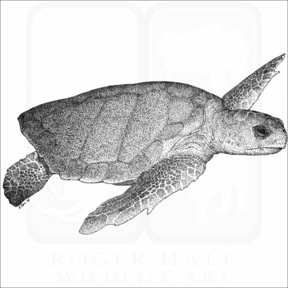 Loggerhead Sea Turtle