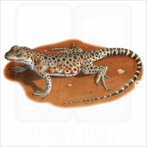 Long-Nosed Leopard Lizard illustration