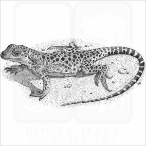 Long-Nosed Leopard Lizard