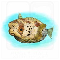 Long-Spine Porcupinefish illustration