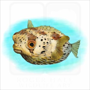 Long-Spine Porcupinefish illustration