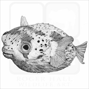 Long-Spine Porcupinefish