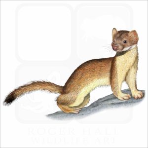 Long-Tailed Weasel illustration