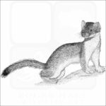 Long-Tailed Weasel