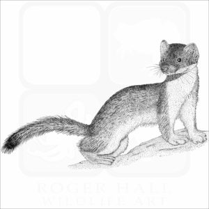 Long-Tailed Weasel