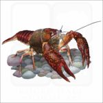 Louisiana Crawfish illustration