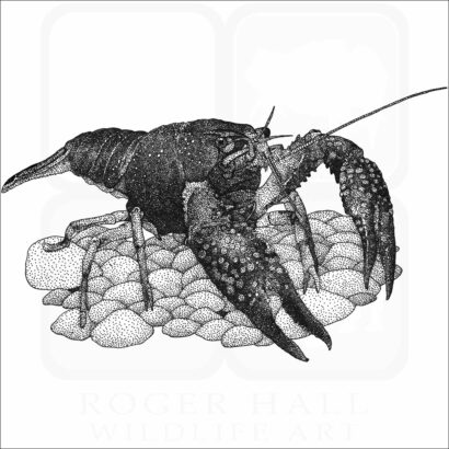 Louisiana Crawfish