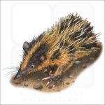 Lowland Streaked Tenrec illustration