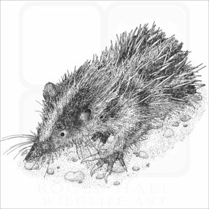 Lowland Streaked Tenrec