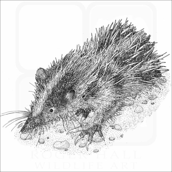 Lowland Streaked Tenrec