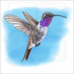 Lucifer Sheartail or Hummingbird illustration