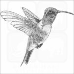 Lucifer Sheartail or Hummingbird