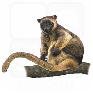 Lumholtz's Tree-Kangaroo illustration