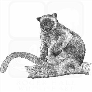 Lumholtz's Tree-Kangaroo