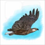 Madagascar Fish Eagle illustration
