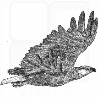 Madagascar Fish Eagle